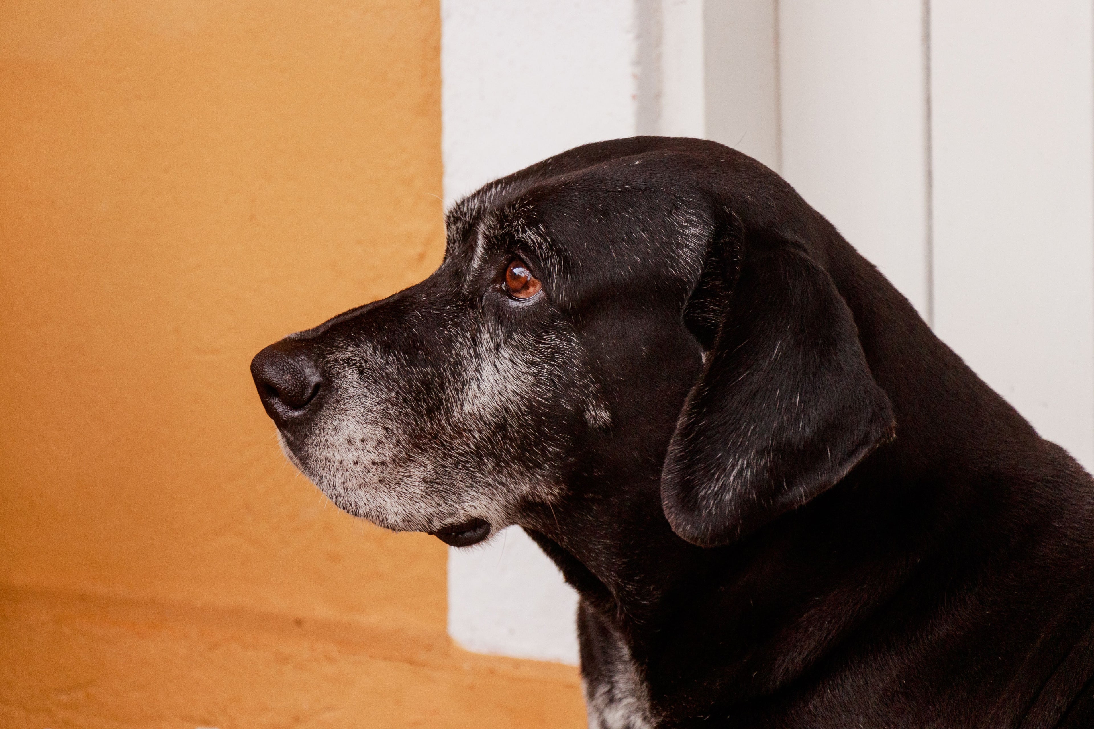 Senior Pet Immunity Boost: How to Keep Aging Pets Healthy & Happy