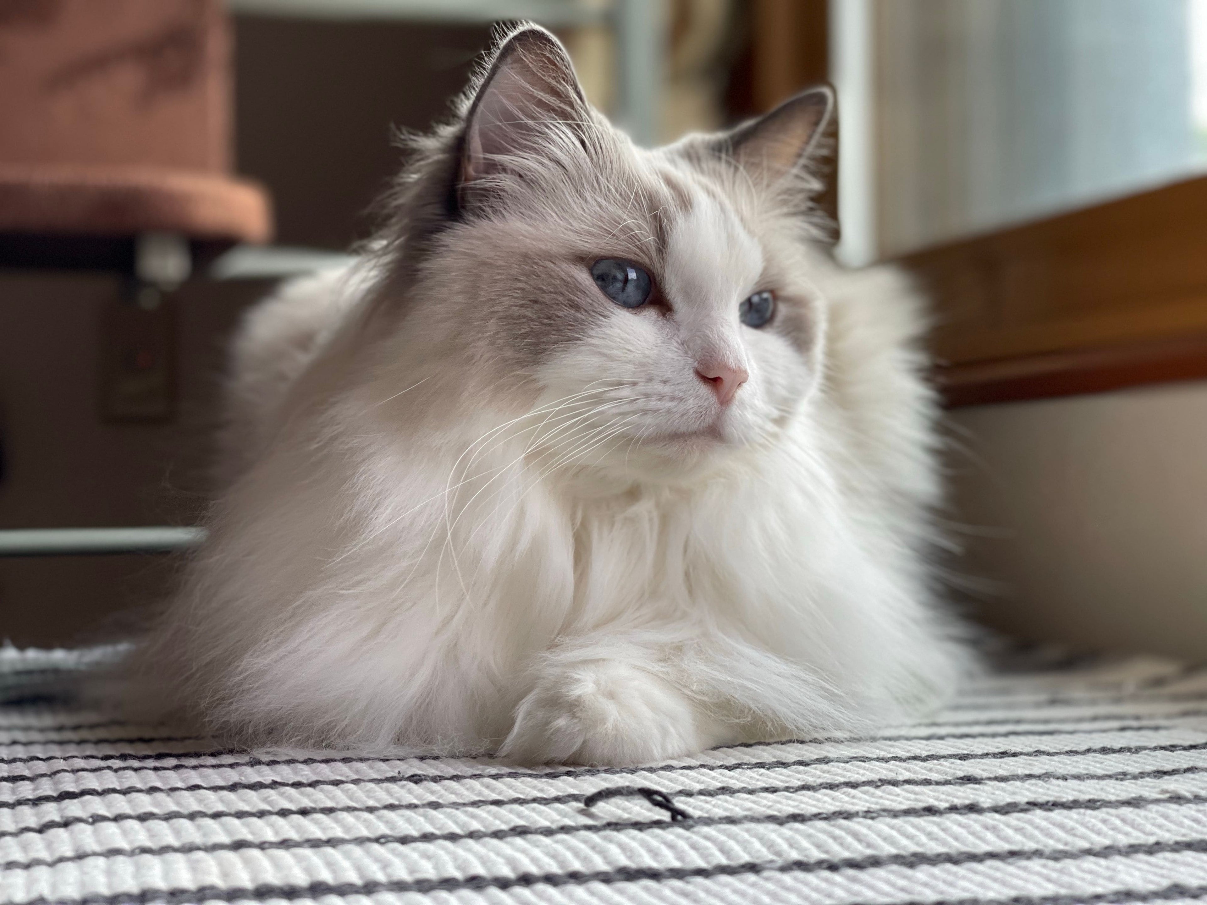 Senior Pet Immunity Boost: How to Support Healthy Aging Pets