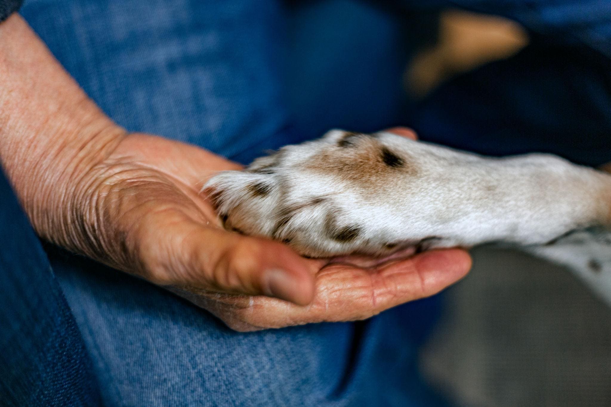 Senior Pet Incontinence: Causes, Signs & Care Tips for Aging Pets